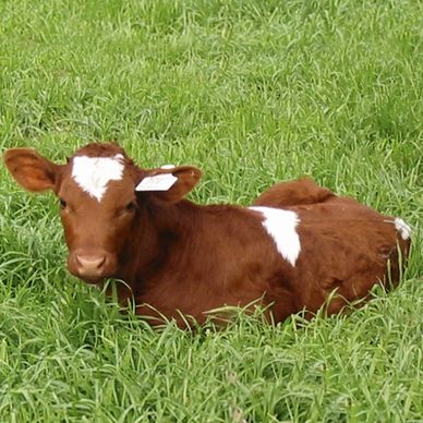 Ternera trihibrida  (Holstein, Ayrshire y Simmental). Venta permanente en la granja frescorgánico