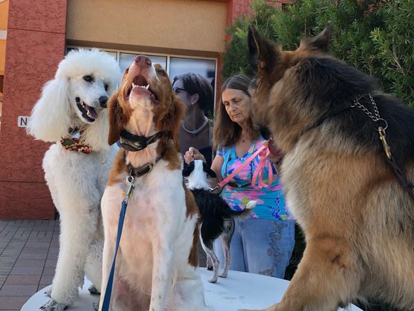 Dog Training class at Miramar Outlets –Unleashing obedience and bonding with your canine friends