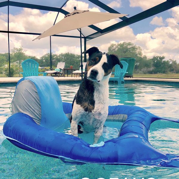 Dive into pool safety lessons for your dog – ensuring a fun and secure aquatic experience together,