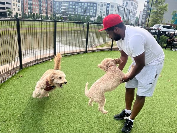 training and behavior coachong