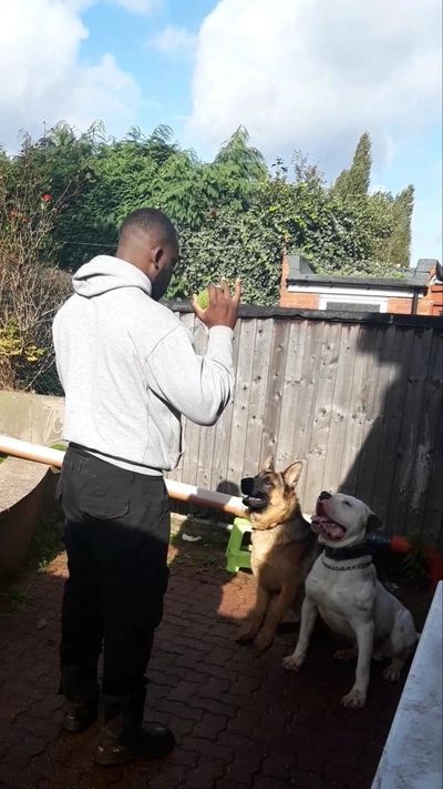 Dog training 
