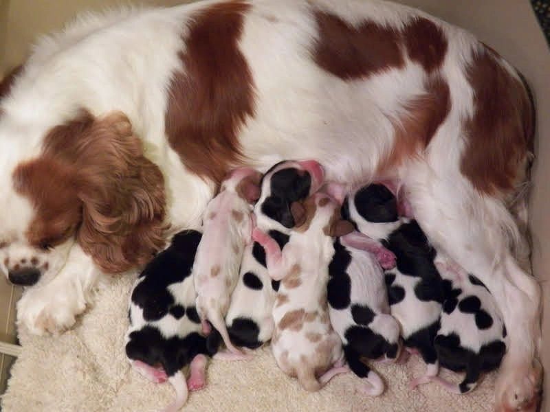 cavalier king charles spaniel ckcs puppies Hobby breeder boston massachusetts