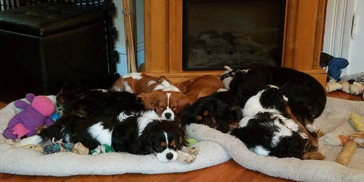 ckcs puppies  Hobby breeder boston massachusetts Blenheim, tricolor, ruby, black and tan, puppy, cavalier, King Charles cavalier spaniel, purebred