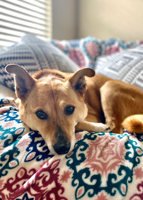 Relaxed dog resting on a patterned blanket.