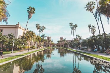 Palm trees lining a canal