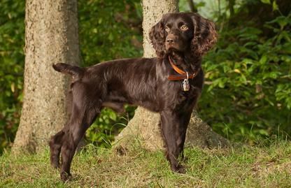 boykin spaniel breeders near me