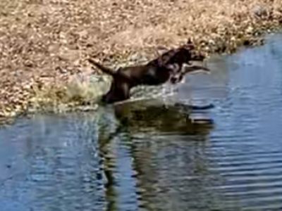 Archey Fork’s Rippin’ Thru The Reeds