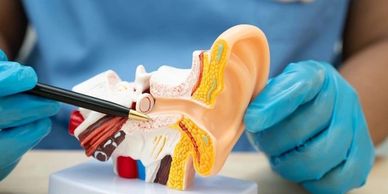 Model of human ear anatomy being pointed at with a pen by gloved hands.