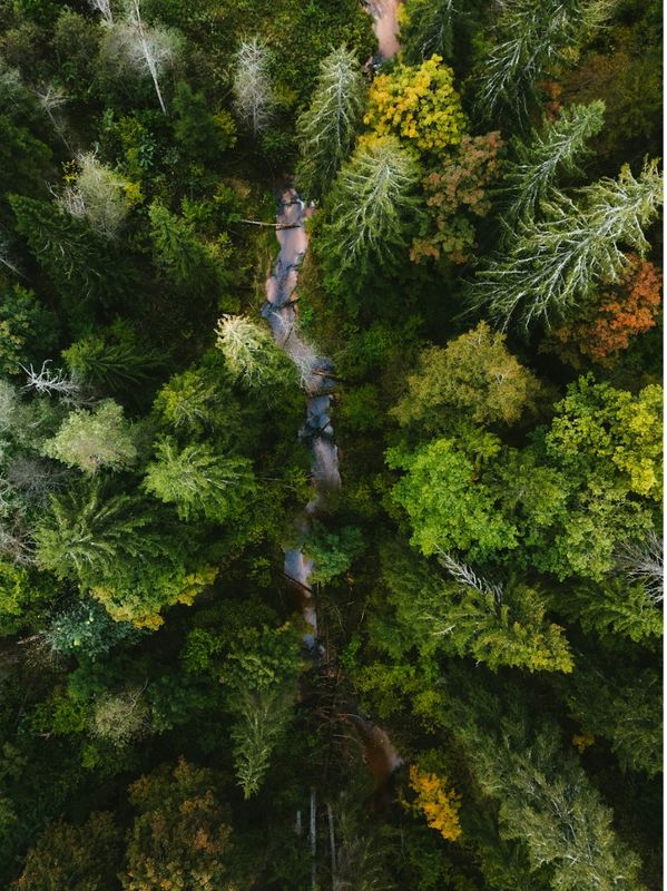 A winding river flows through a dense green forest with hints of autumn colors.