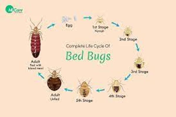 Bed Bug life cycle infestation