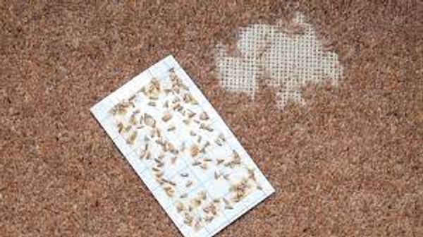 carpet clothes textile moths infestation