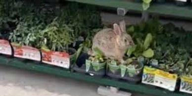 Rabbit eating plants 