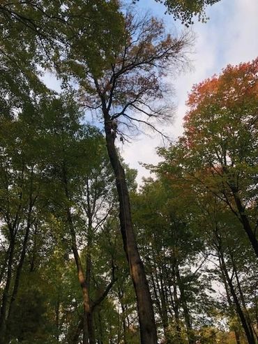 Michigan trees. #riversedgetreespecialists pure Michigan