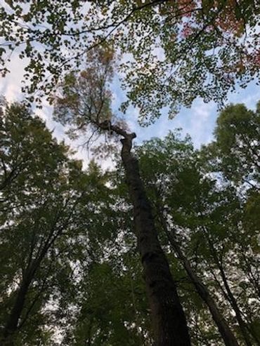 Tree work Michigan trees Beautiful nature