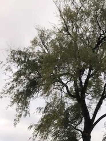 BBB Accredited. 5 star rating. fully insured. 20 years of experience