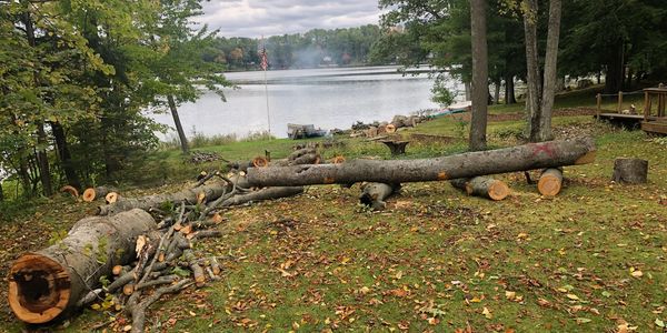Lakefront vacation property hazardous tree removal best quality tree service affordable trimming