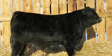 yearling black bull for sale