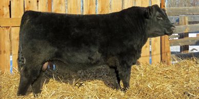 yearling bull for sale