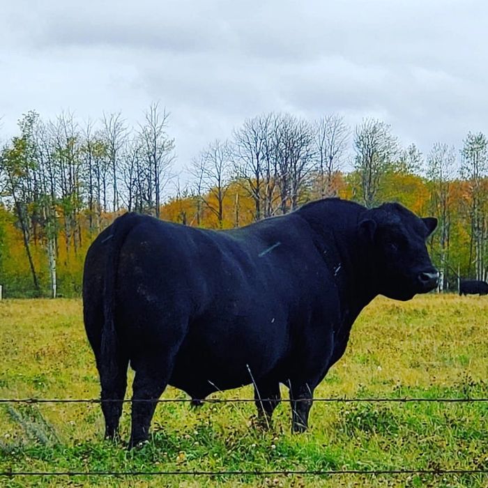 Lazy B's Herd Sire, Admiral.