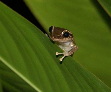 The Puerto Rican coqui (pronounced ko-kee) is a small frog that's the size of a thumbnail but with a BIG VOICE! This is why the coquí is the perfect national symbol for Puerto Rico: small island, small frog, BIG VOICE.