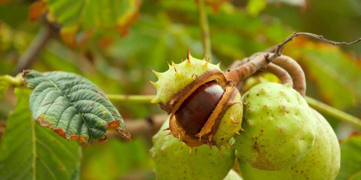 Chestnut partially enclosed in spiky green husk on a tree branch.