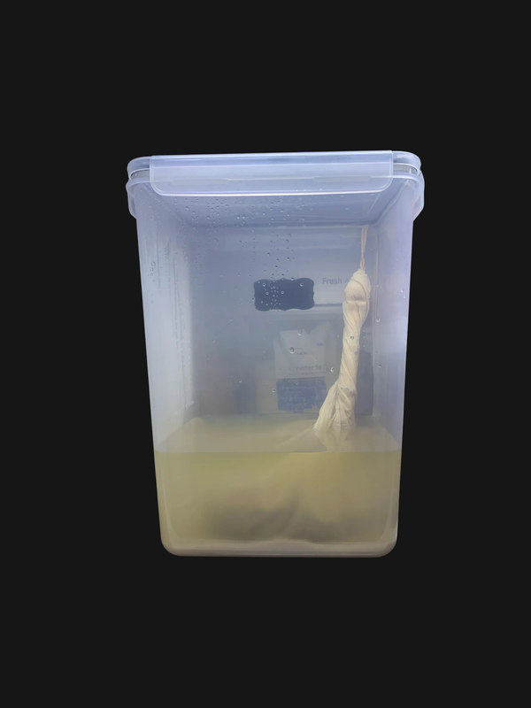 Chhaang in a plastic container with a top