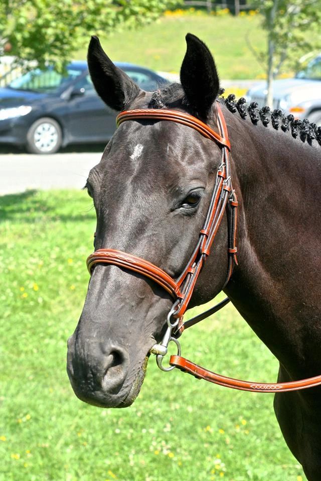 Bridle Path Stable Stables, Professional Development, Horse