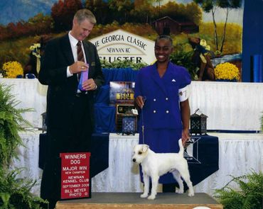 Woman showing white dog competitively.