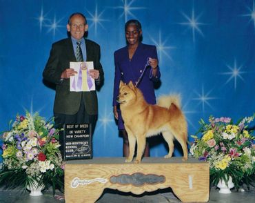 Dog standing on winner's podium.
