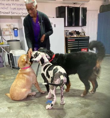 Three large dogs during training.