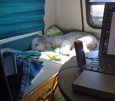 Large dog sleeping in trailer.