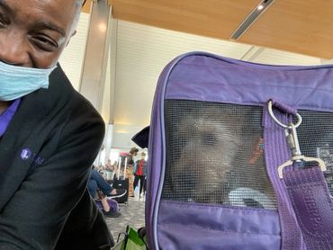 Dog looking out purple carrier.