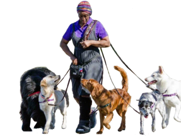 Woman walking five diverse dogs.