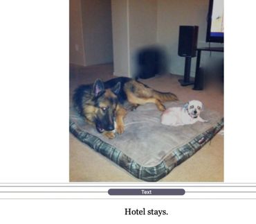 Two dogs resting on bed.