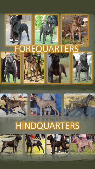 Cane Corso forequarters and hindquarters