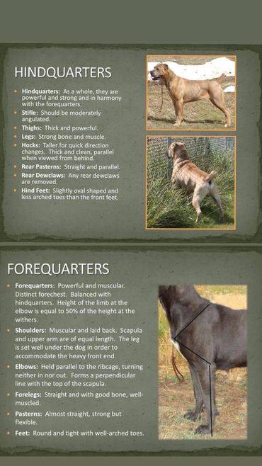 Cane Corso forequarters and hindquarters