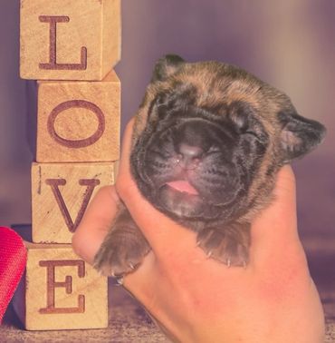 Fawn cane Corso puppy