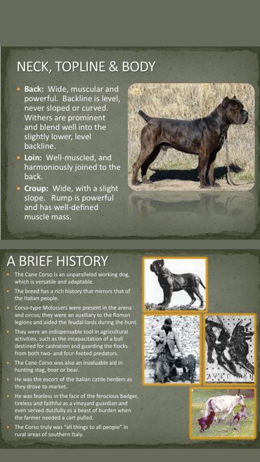 Cane Corso neck, top line, & body along with brief history of the cane corso