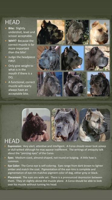 Cane Corso Correct Head
