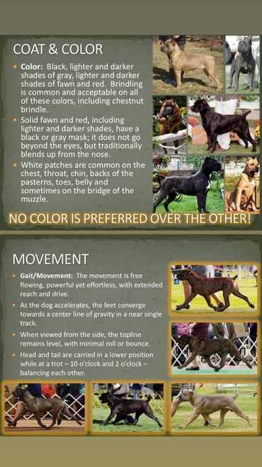Cane Corso coat color and movement