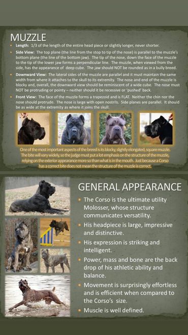 Cane Corso Head and General appearance