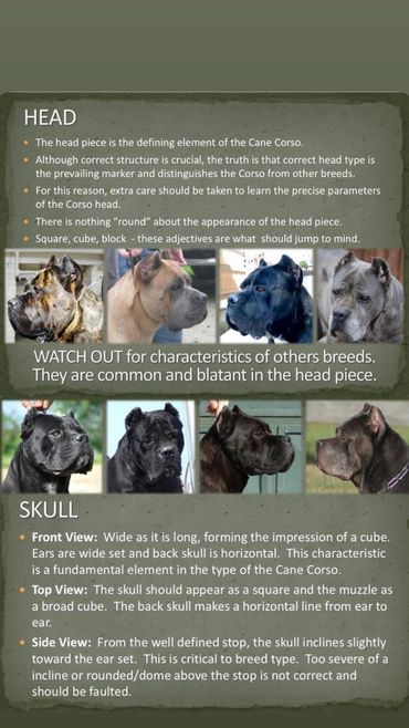 Cane Corso Head