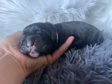 Newborn Cane Corso Puppy/Baby Big