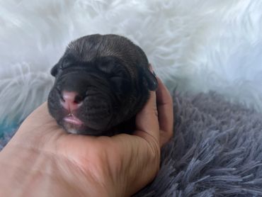 Newborn Cane Corso Puppy/Baby