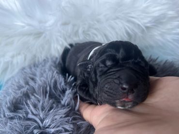 Newborn Cane Corso Puppy/Baby
