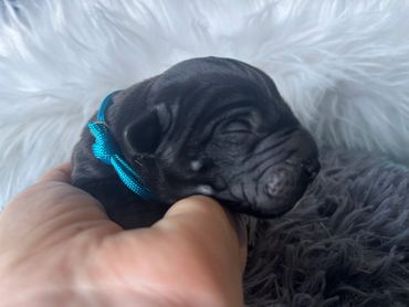 Cane Corso Puppy/Baby