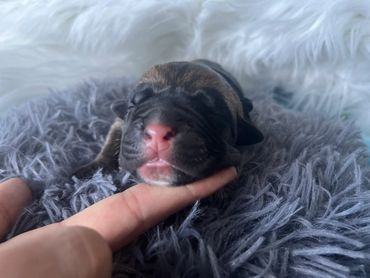 Cane Corso Puppy/Baby