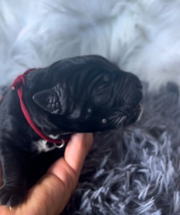 Newborn cane Corso puppy