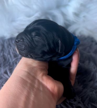 Newborn cane Corso puppy