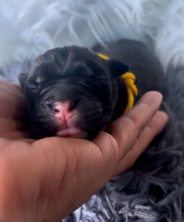 Newborn cane Corso puppy